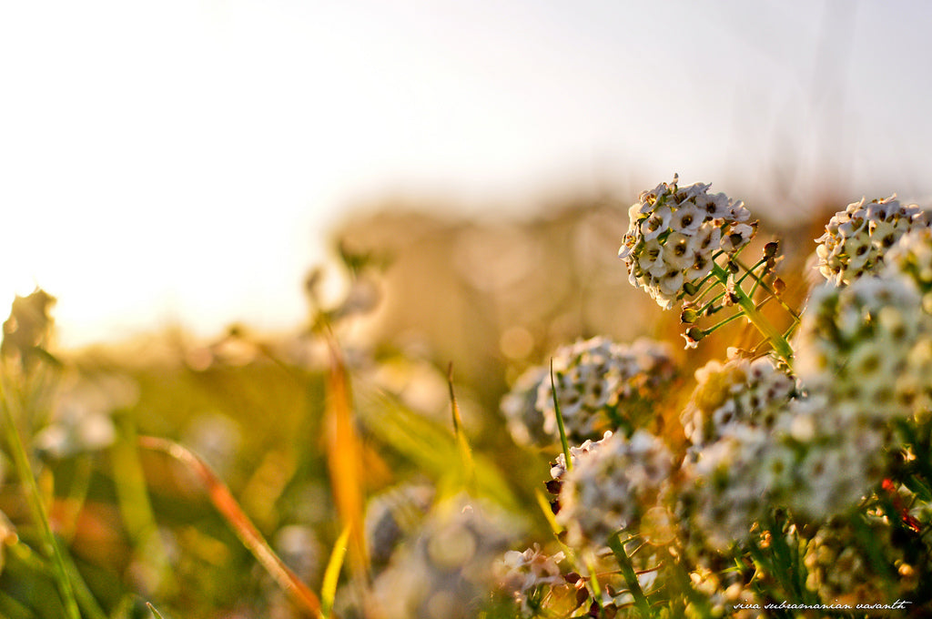 Half Moon Bay Flowers