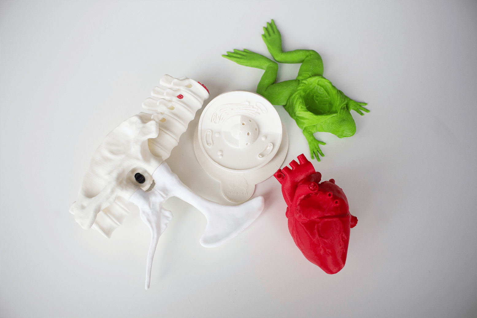 3D printed learning tools for biology study includes part of spinal cord heart dissected frog and petri dish