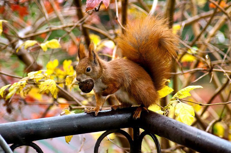 autumn colors