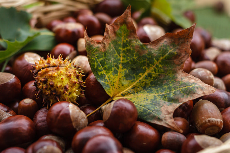 autumn colors