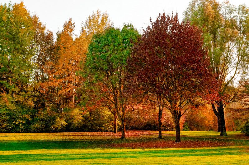 autumn colors