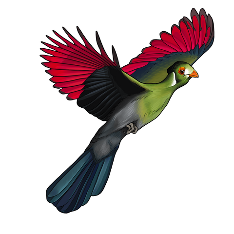 White-cheeked turaco image flying with bright red orange underwings open in flight.