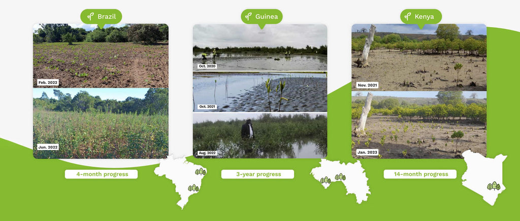 An image showing the progress of three Treeapp planting sites