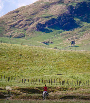 Veiw from a Horse