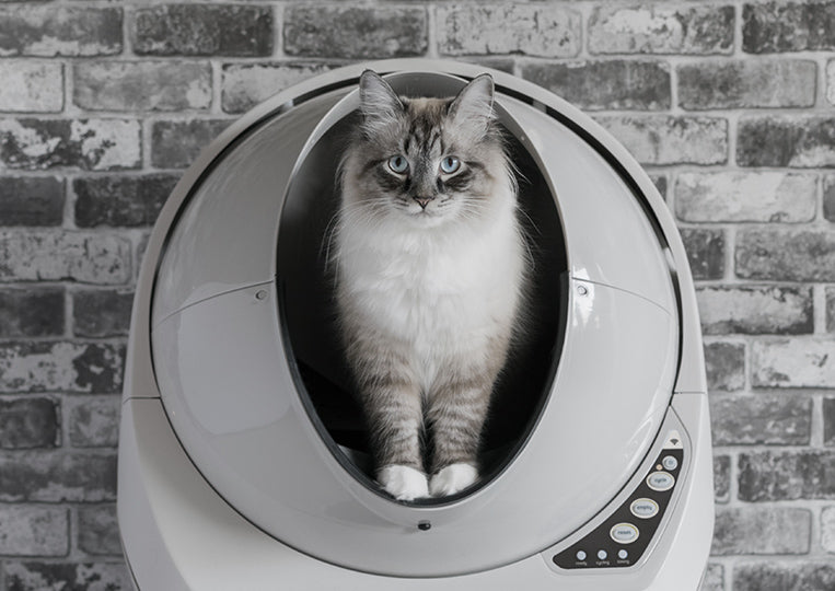 cat litter robot