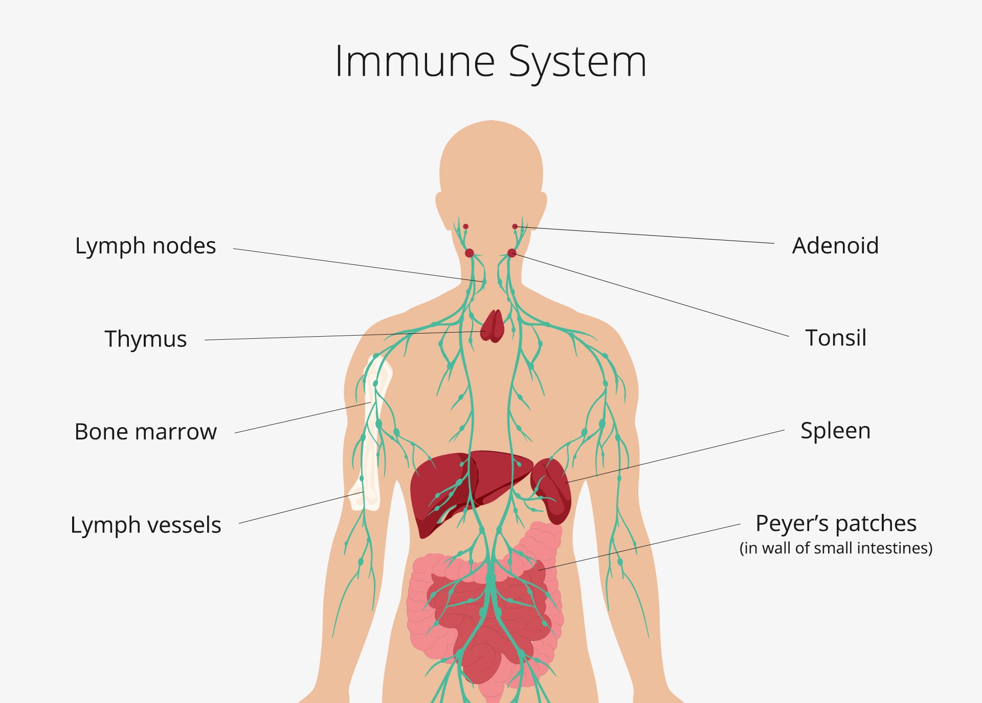 Immune system infographic
