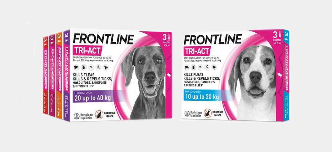 can your dog get fleas with frontline