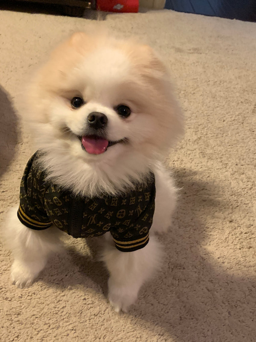 Designer Luxury Dog Apparel  Chewy Vuitton Shop