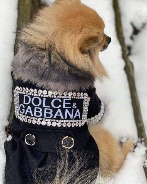 dolce and gabbana dog collar