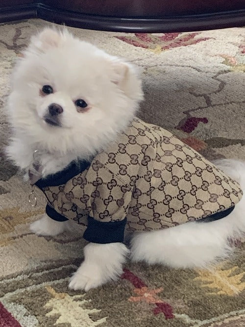 gucci dog sweater