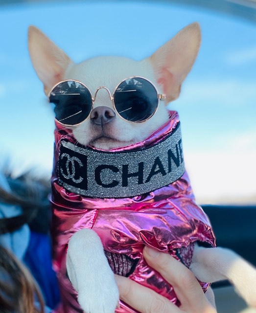 chanel dog hoodie