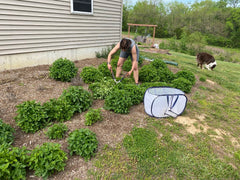 Skitopel all-natural mint cutting and harvest