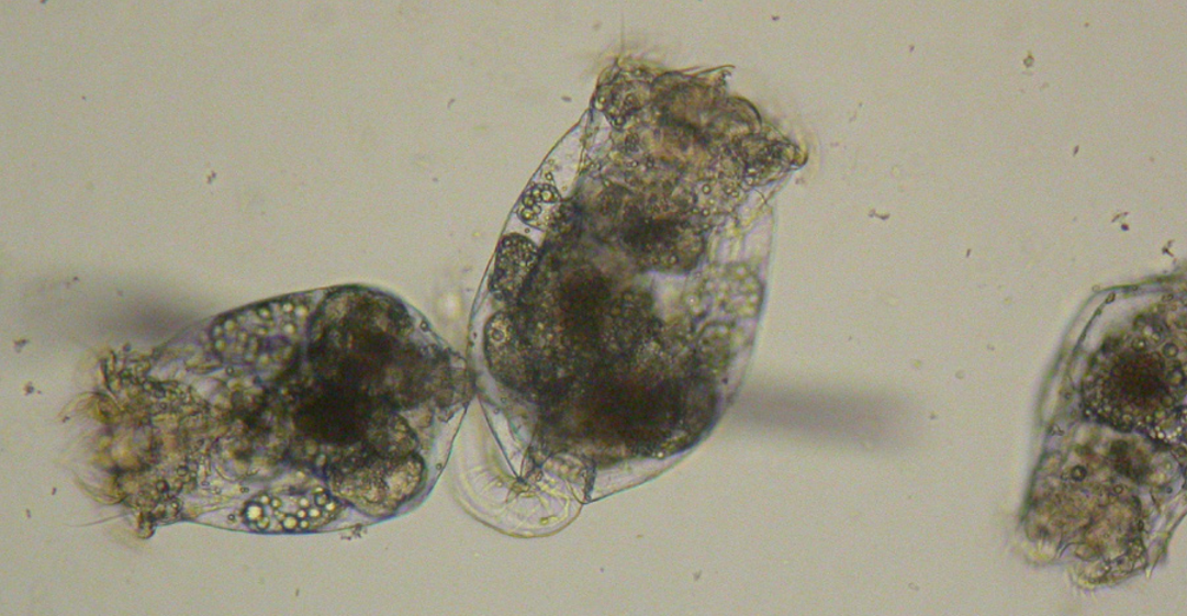 Rotifers