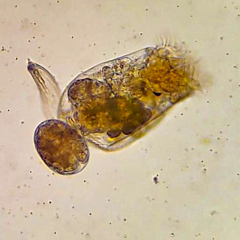 rotifer