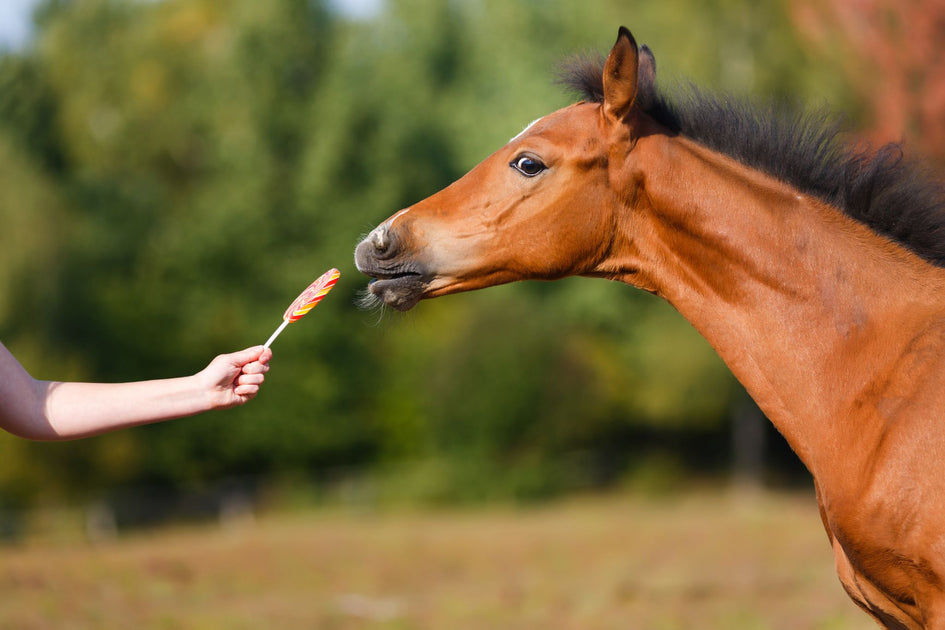 Can Horses Eat Peppermint Candy?