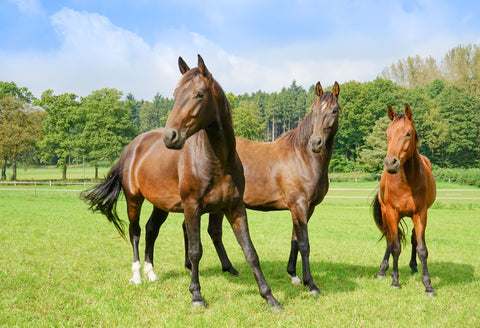 beautiful brown horses in the field