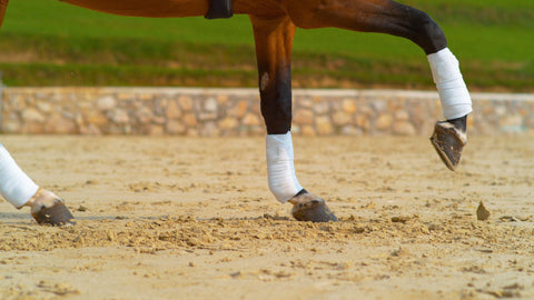 Chestnut stallion with bandaged legs cantering in the sandy arena.