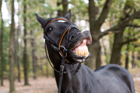 Funny smiling black horse