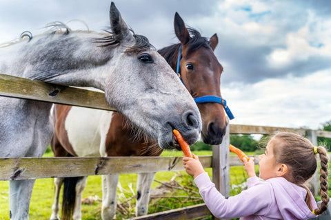girl watching and feeding horses with carrots on the field or farm at bright sunny day