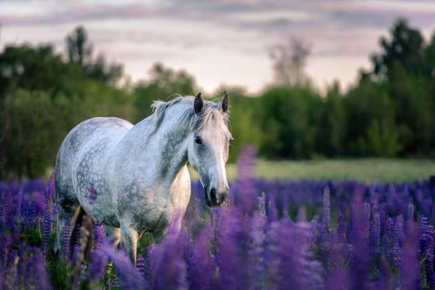 grey horse among lupine flowers