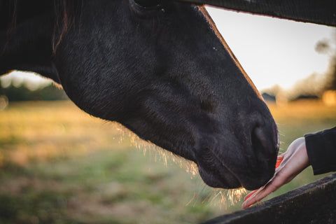 horse eating a treat out of a woman's hand