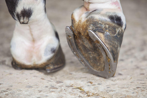 horse foot hoof outside stables