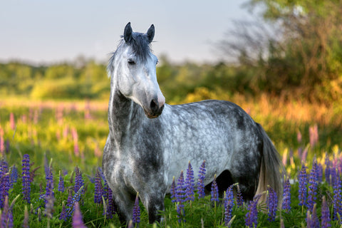 Purebred arabian horse on the nature background.
