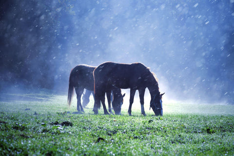 Rainfall at foggy countryside meadow field with brown horses.