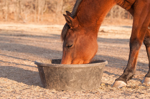 Red bay horse eating her feed