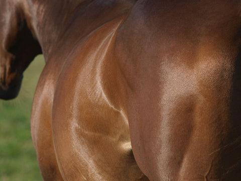 side view of a brown horse