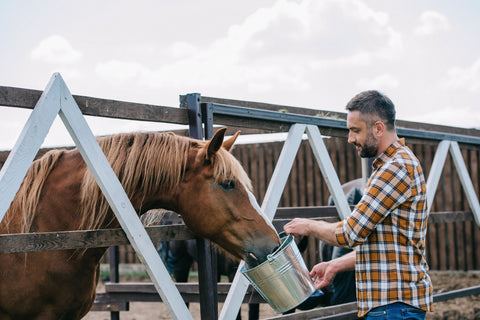 side view of farmer holding bucket and feeding horse