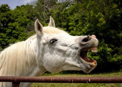 Silly white horse braying