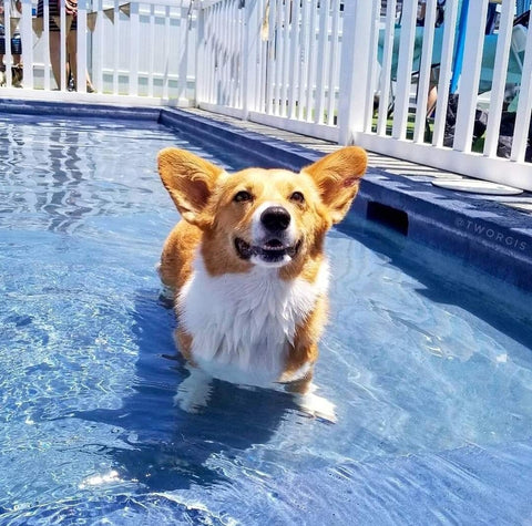 Corgi dog swimming in water