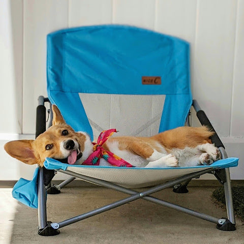 corgi laying in a beach chair