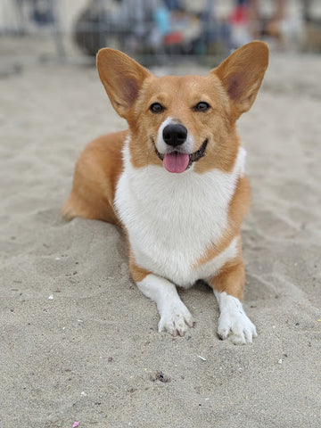 corgi laying on a beach in the sand