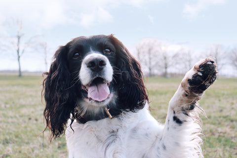 A dog offering a paw for a handshake