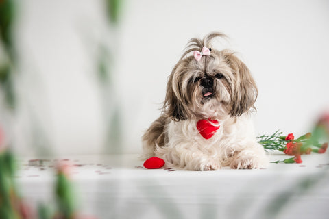 A dog wearing a cute bow and a heart collar