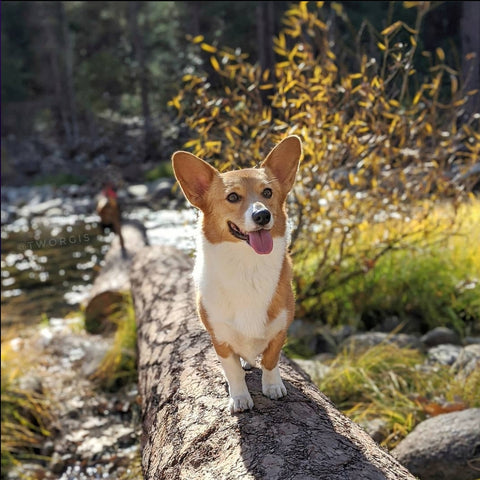 dog in wilderness background