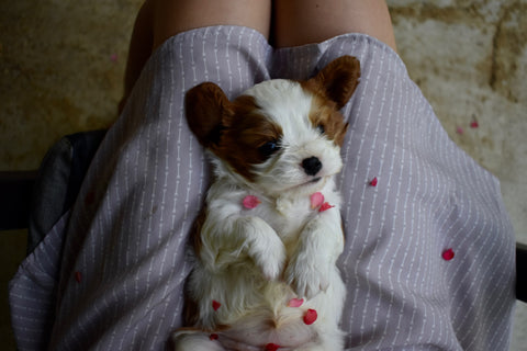 A puppy laying in her owner’s lap