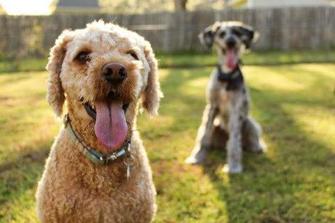 Two happy dogs sticking their tongues out