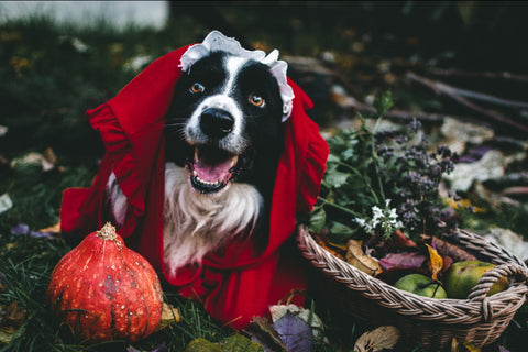 A dog wearing a Little Red Riding hood costume