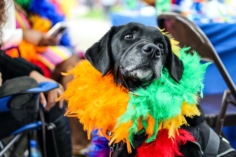 A dog wearing a colorful feather costume