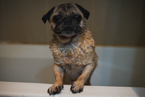 A puppy in a bathtub