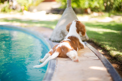 A puppy relaxing by a swimming pool