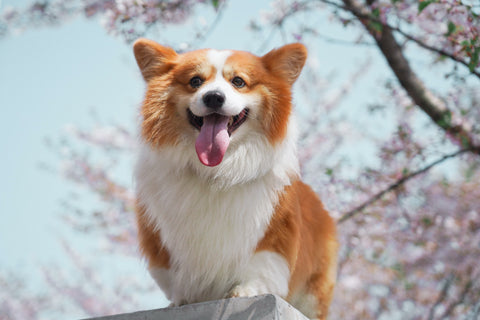 A dog smiling outdoors