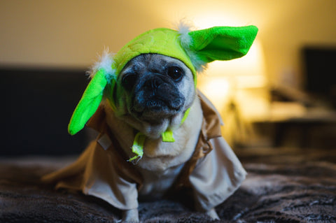 A dog wearing a Yoda costume