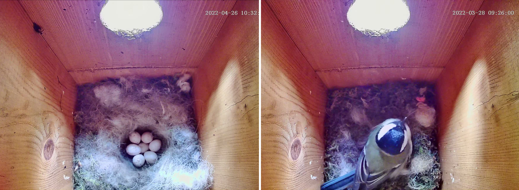 Inside the workshop bird box a great tit has laid seven eggs in a soft nest of fur and moss