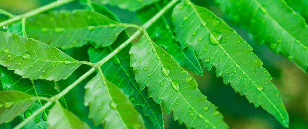 Neem for Dandruff Treatment for Home