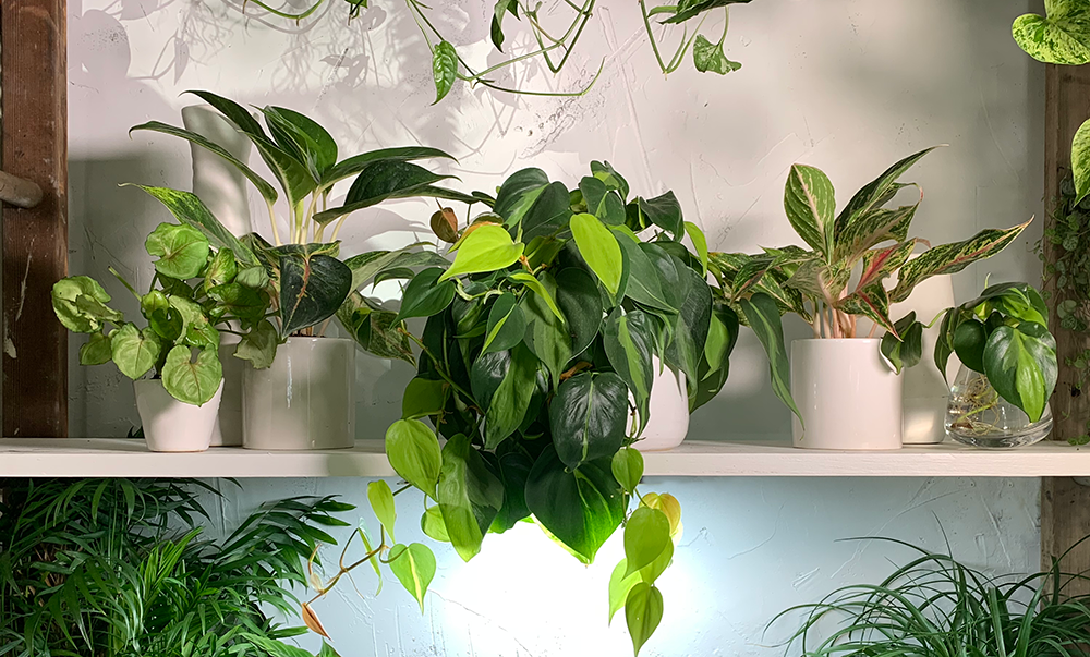 Indoor Plant Styling Ideas | Shelves | Planterina.com | Get Planted