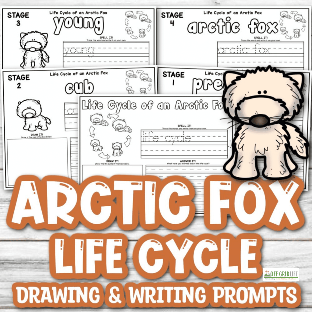 Arctic Fox Life Cycle Drawing & Writing Prompts – An Off Grid Life